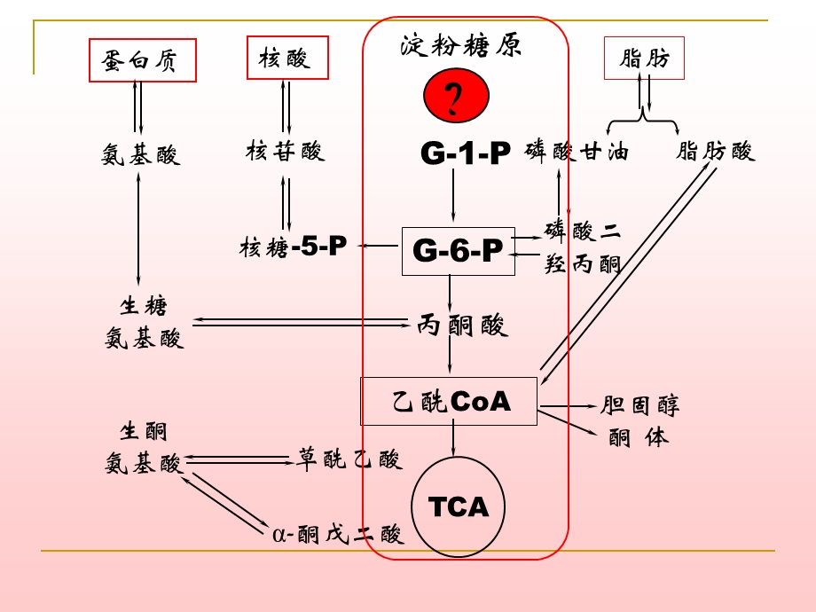 第6章糖代谢1 生物化学　教学ppt课件.ppt_第3页