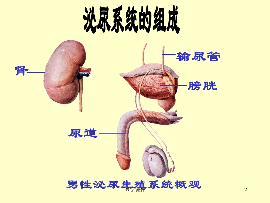 组织学与胚胎学--泌尿系统2 课件.ppt_第2页