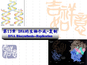 第13章 DNA的生物合成复制课件.ppt