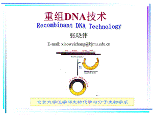 生物化学ppt课件-17重组dna技术.ppt