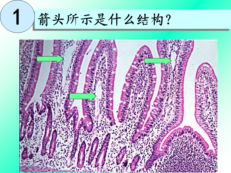 组织学与胚胎学实验考试1 器官与组织结构 课件.ppt_第3页