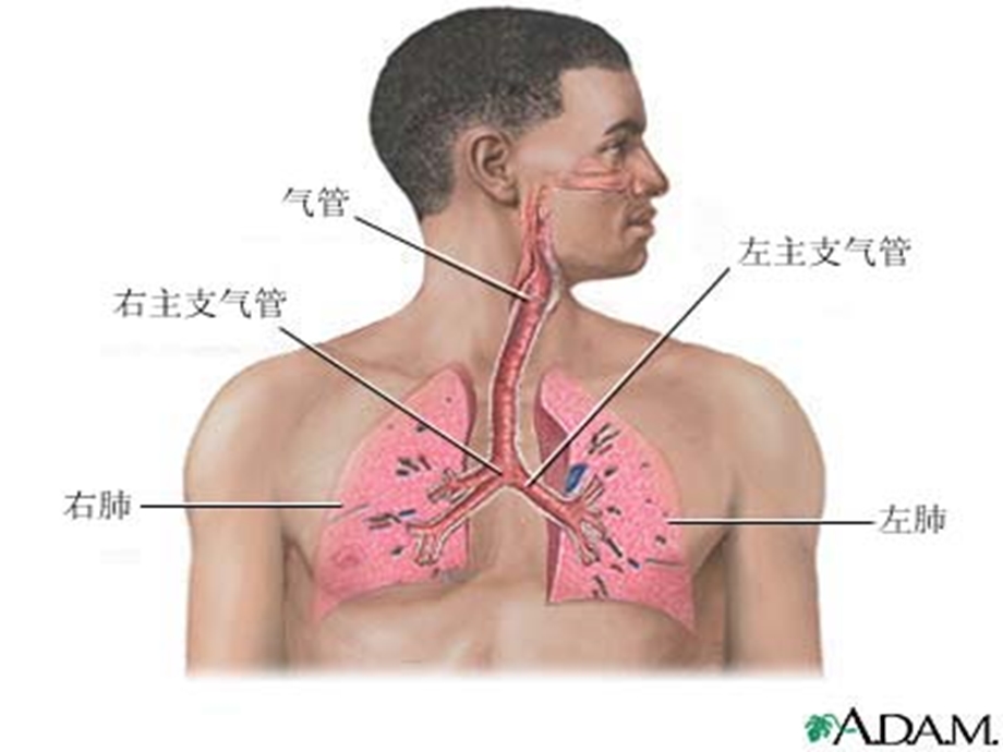 肺叶切除手术配合课件.ppt_第3页