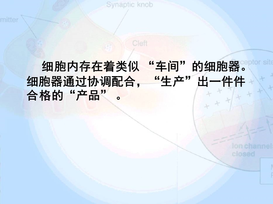 细胞质高一上课D课件.ppt_第3页