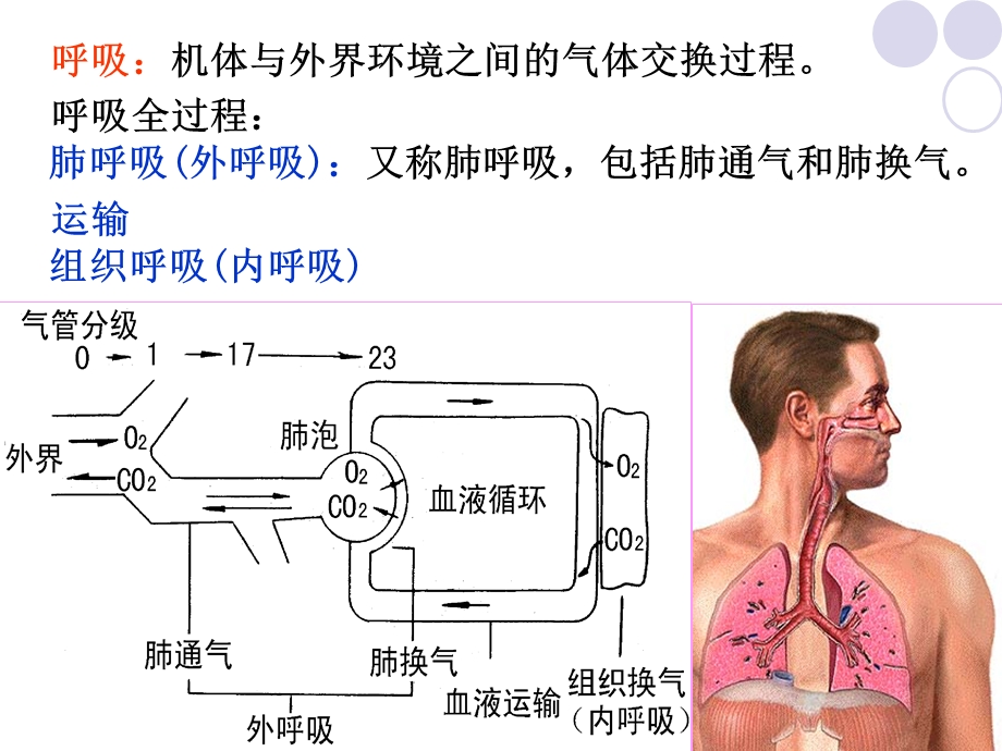 第七章呼吸系统疾病体育康复课件.ppt_第2页