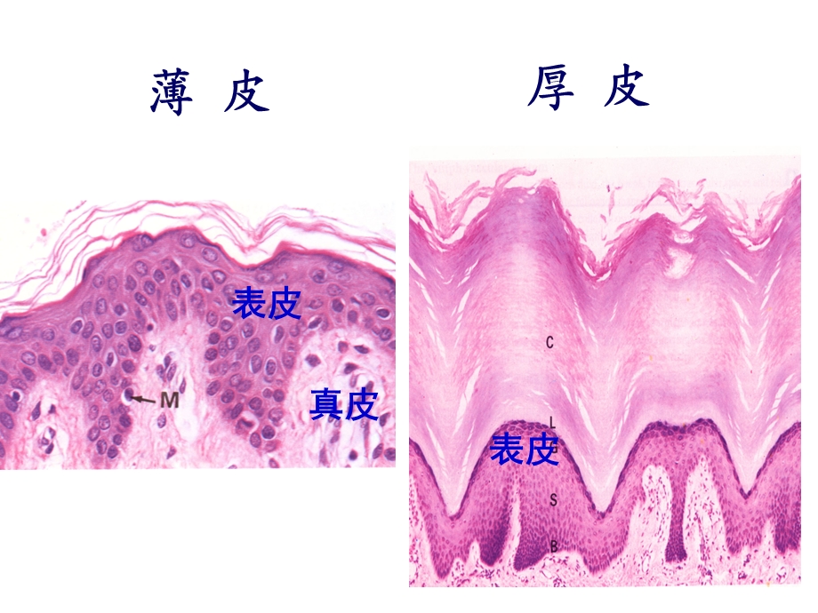 组织学与胚胎学第11章 皮肤课件.ppt_第3页