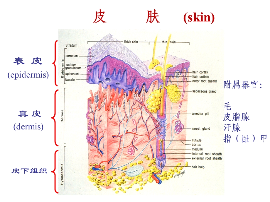 组织学医胚胎学 皮肤课件.ppt_第2页