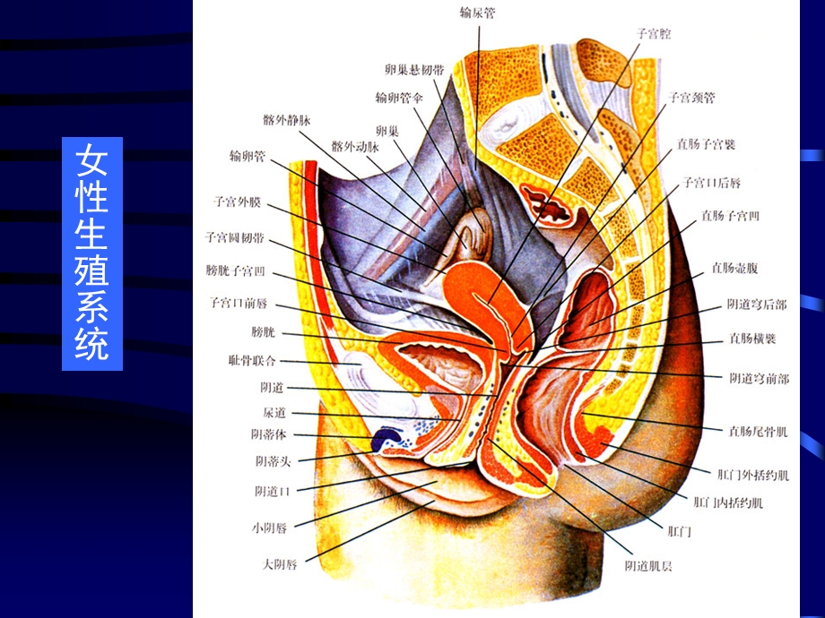 组织胚胎学女性生殖系统课件.ppt_第2页