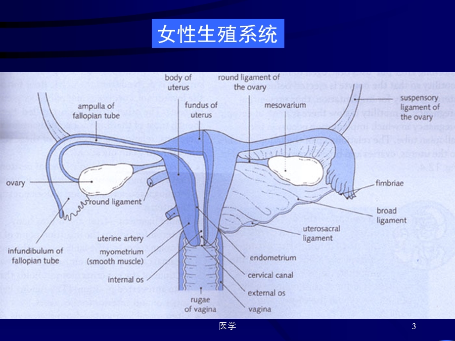 组织胚胎学女性生殖系统课件.ppt_第3页