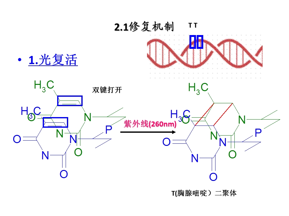 第十三章 DNA 生物合成课件.ppt_第3页