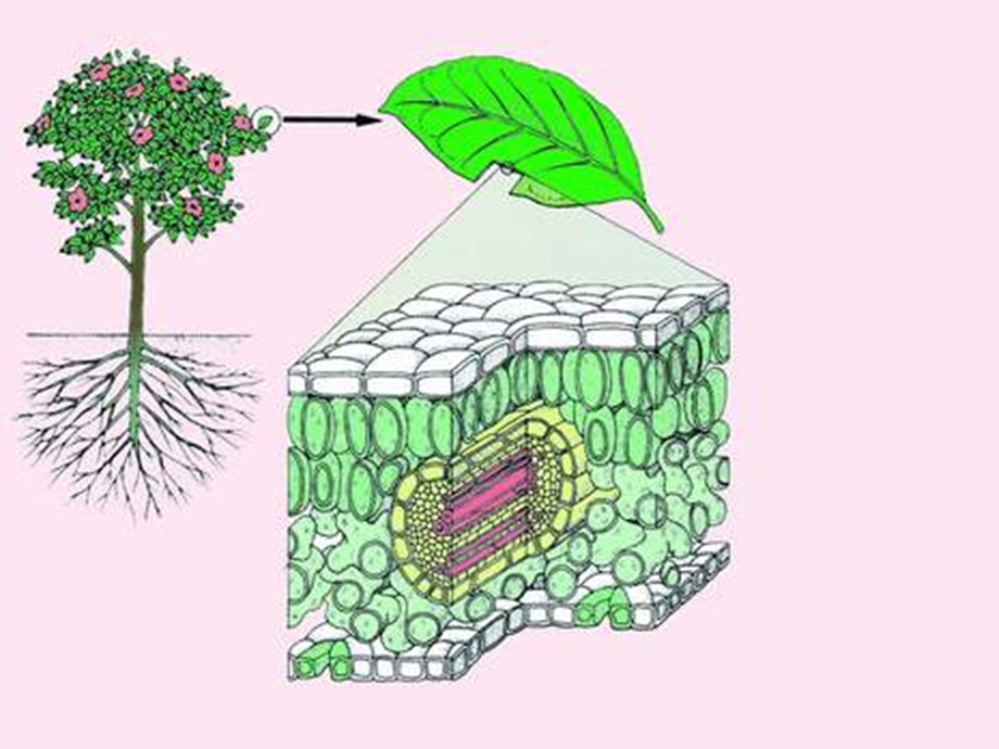 绿色植物参与生物圈中的水循环课件.ppt_第3页