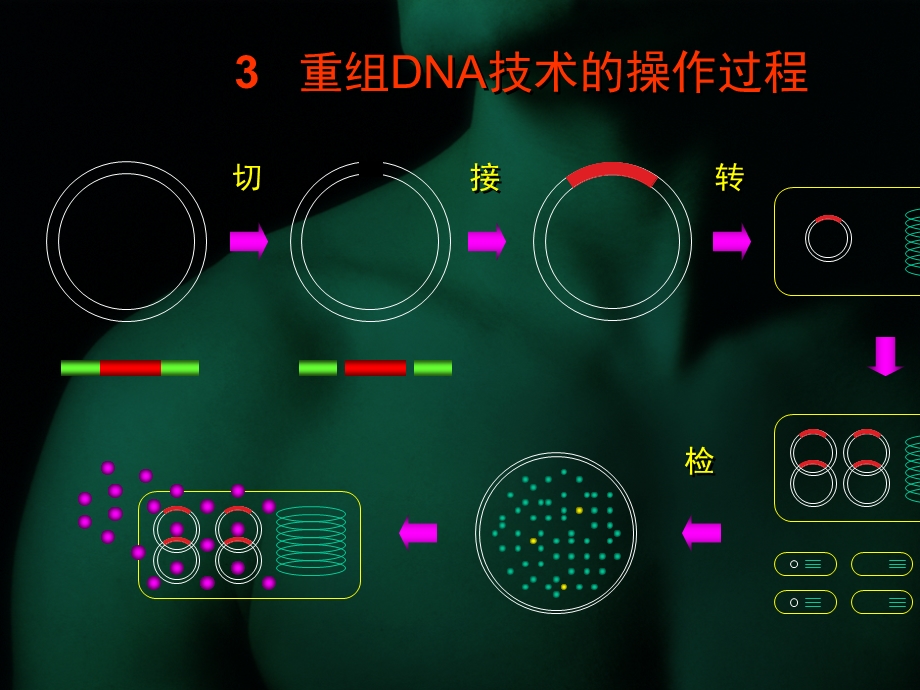 重组DNA技术与基因工程课件.ppt_第3页