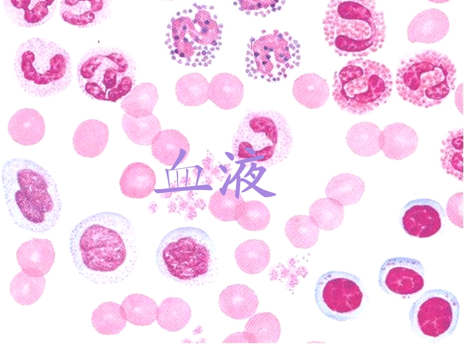 组织学与胚胎学_血液课件.ppt_第1页