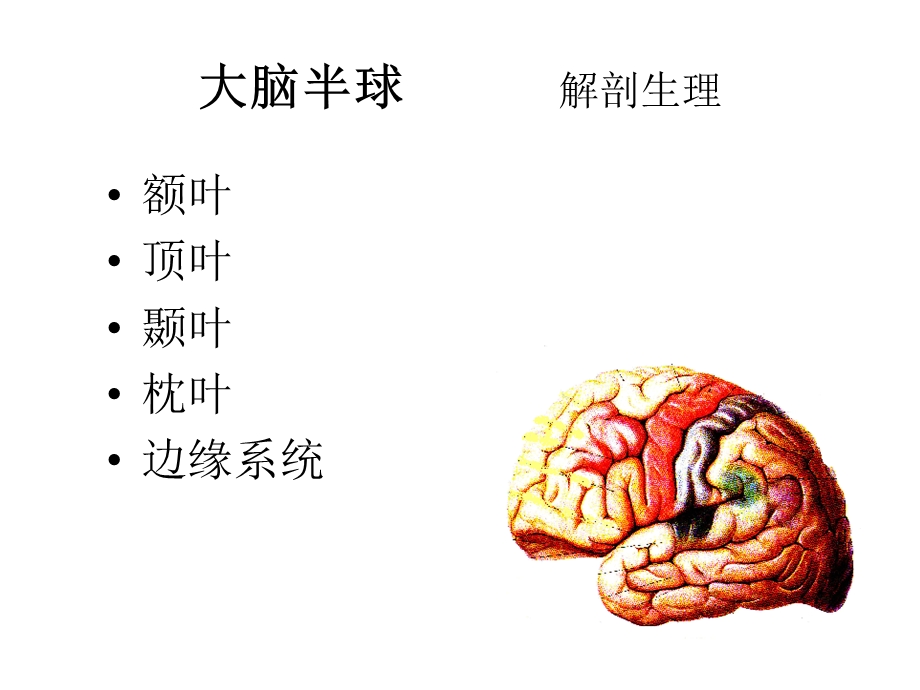 神经病症状学 7新大脑课件.ppt_第3页