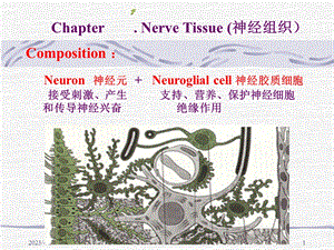 组织胚胎第7版 神经组织课件.ppt