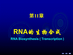 第十一章 RNA的生物合成课件.ppt