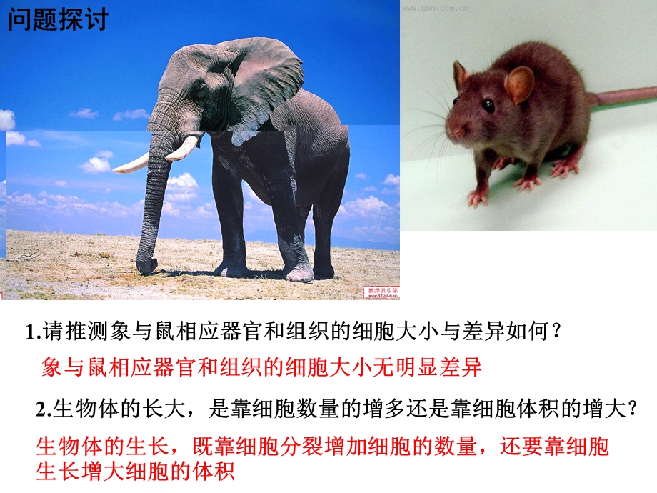 细胞的增殖ppt课件人教必修.ppt_第3页