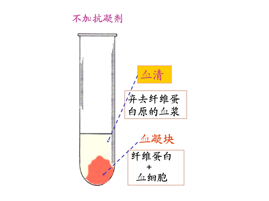 组织学与胚胎学-血液-学生课件.ppt_第3页