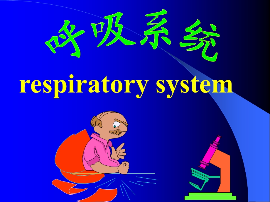 组织学与胚胎学第16章 呼吸系统ppt课件.ppt_第2页