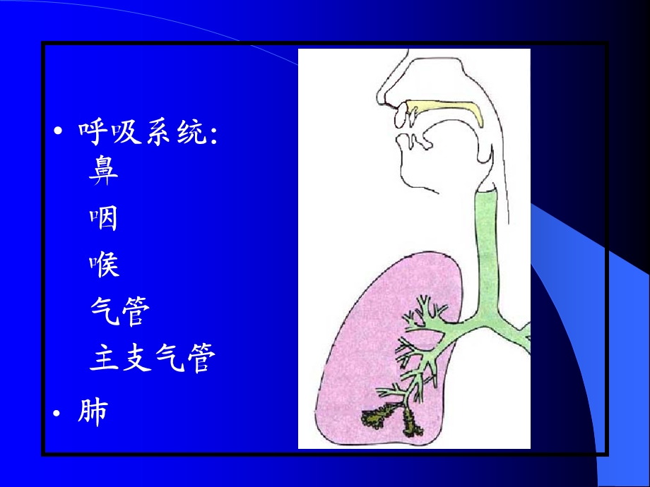 组织学与胚胎学第16章 呼吸系统ppt课件.ppt_第3页