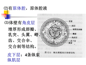 线虫概论蛔虫鞭虫课件.ppt