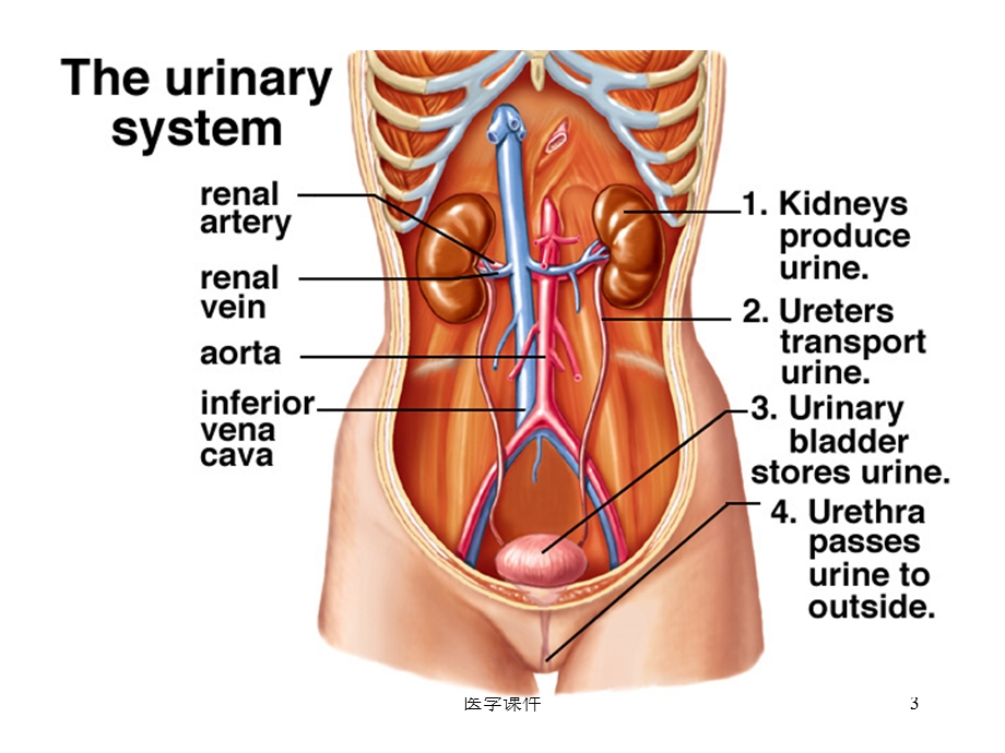 组织学与胚胎学泌尿系统 课件.ppt_第3页