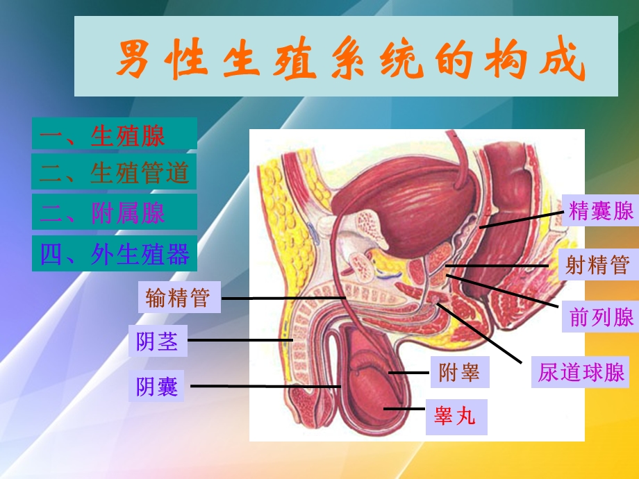 男性生殖系统 组织学与胚胎系教学ppt课件.ppt_第3页