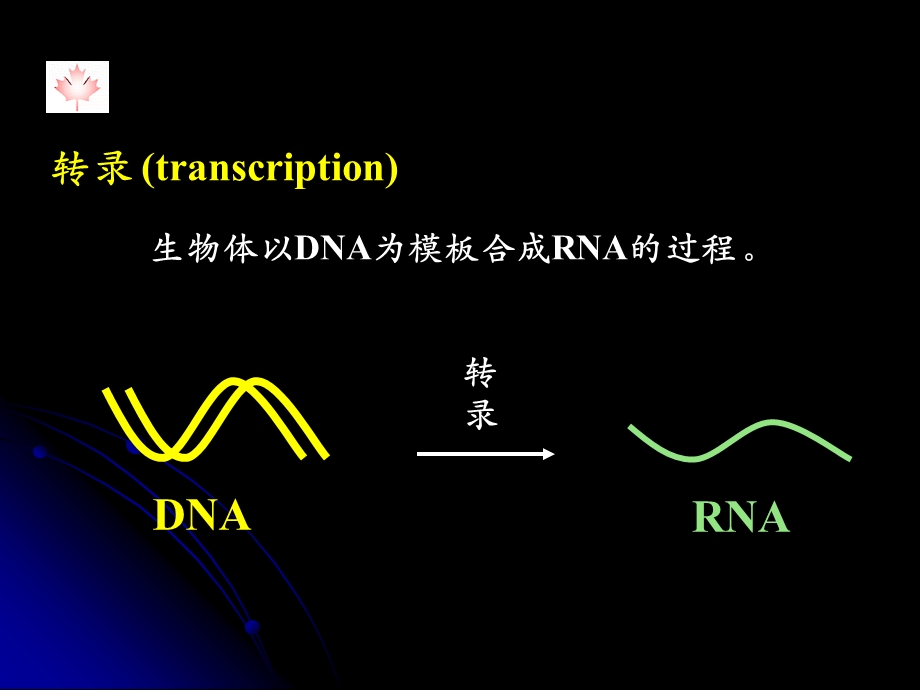 第十一章RNA的生物合成课件.ppt_第3页