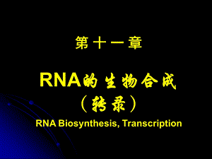 第十一章RNA的生物合成课件.ppt