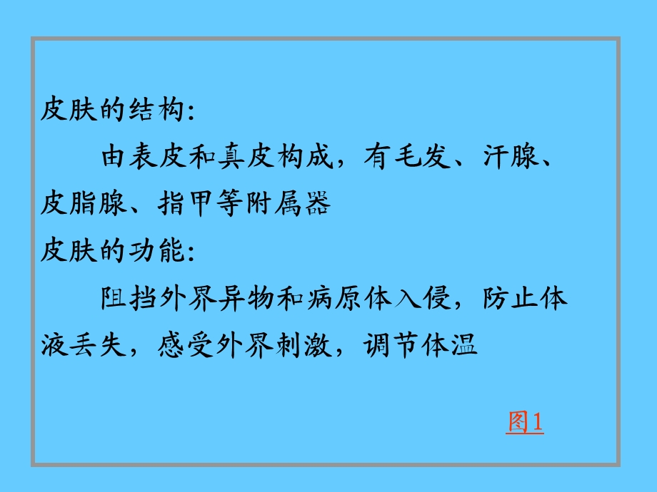 组织学与胚胎学-11皮肤课件.ppt_第2页