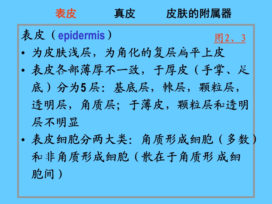 组织学与胚胎学-11皮肤课件.ppt_第3页