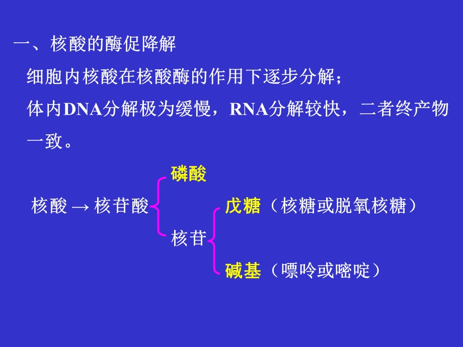 第7章 核酸代谢 - 2013年最新《生物化学原理》课件.ppt_第2页