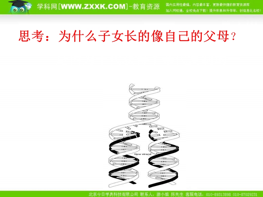 沪科版生物第二册第二节《 DNA复制和蛋白质合成 》课件之三.ppt_第2页