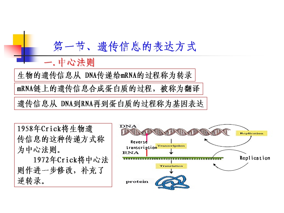 生物化学第十三章蛋白质生物合成课件.ppt_第3页