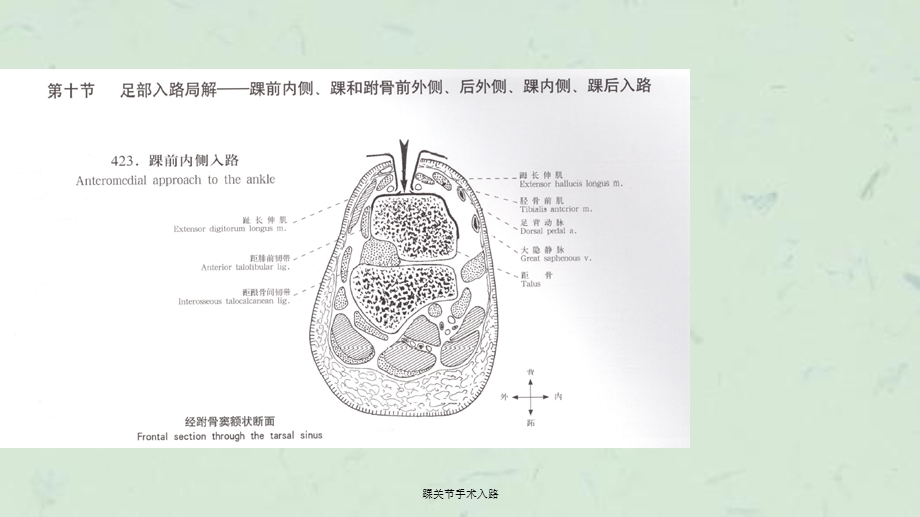 踝关节手术入路ppt课件.ppt_第1页