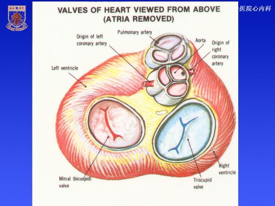 瓣膜病课件.ppt_第2页