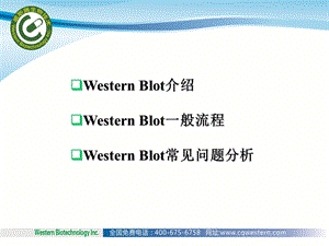 蛋白质印迹法westernblot应用介绍课件.ppt