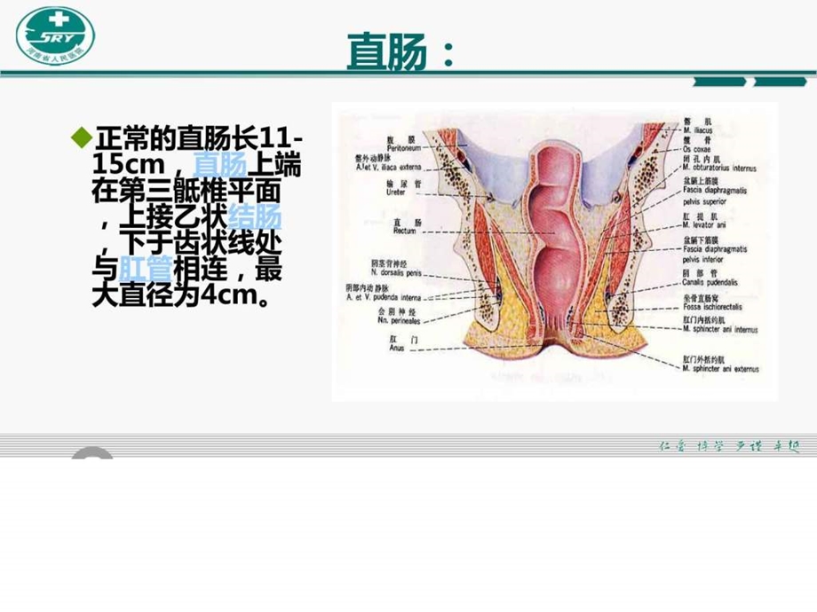 肛周脓肿与肛瘘图文课件.ppt_第3页