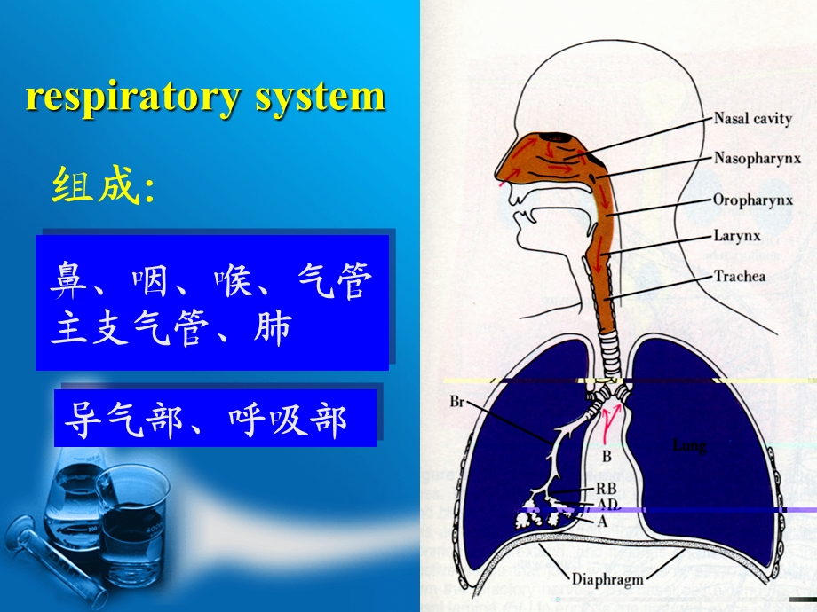 （组织学与胚胎学）第16章 呼吸系统课件.pptx_第2页