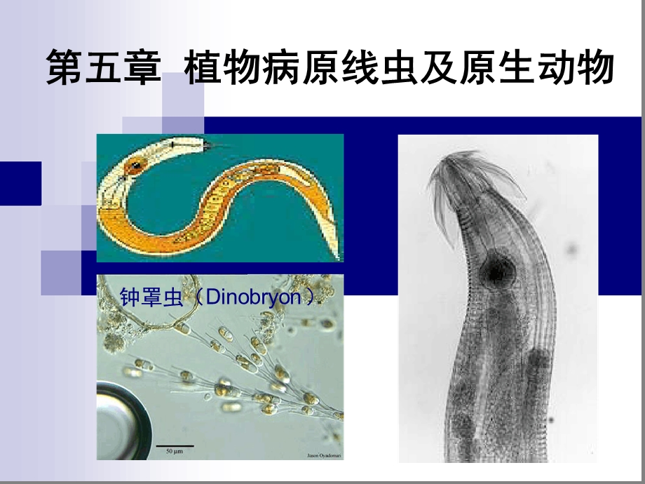 第五章植物病原线虫及原生动物课件.ppt_第1页