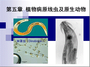 第五章植物病原线虫及原生动物课件.ppt