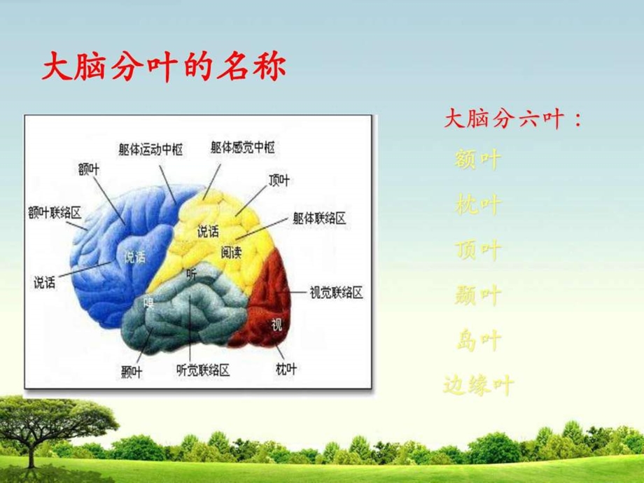 脑出血及脑出血护理图文课件.ppt_第3页