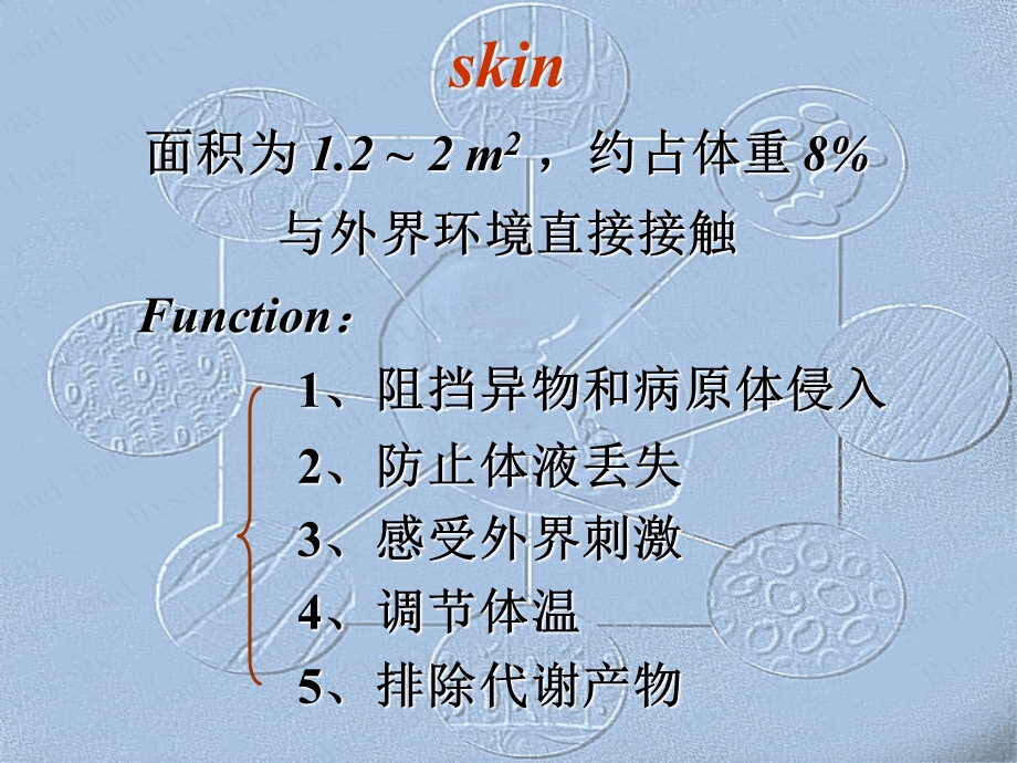 最全的组织学和胚胎学 皮肤课件.ppt_第2页