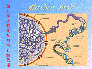 核酸化学与核苷酸代谢--ppt课件.ppt