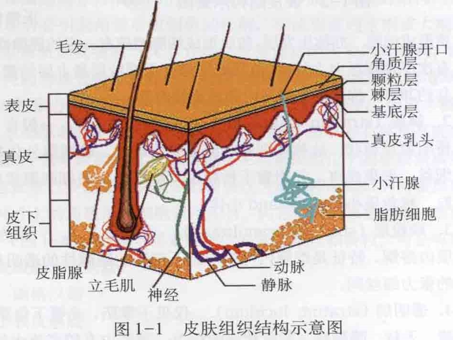 第二章皮肤的解剖和组织结构摘要课件.ppt_第3页