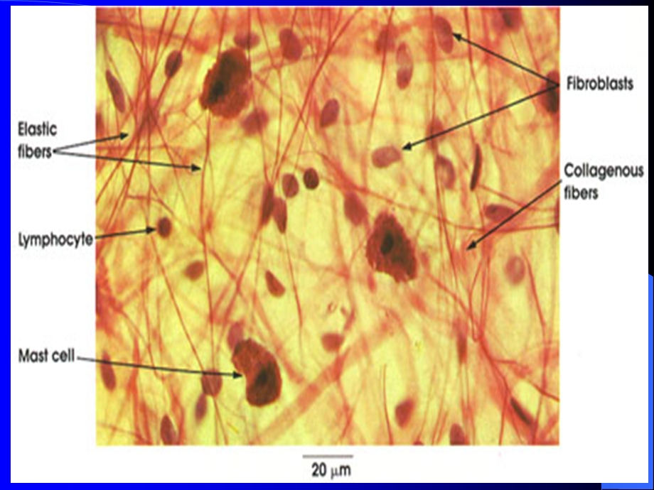 组织胚胎学结缔组织课件.ppt_第3页