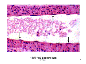 组织学与胚胎学图片考试 课件.ppt