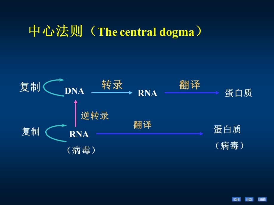 第12章DNA的生物合成（HDN）课件.ppt_第2页