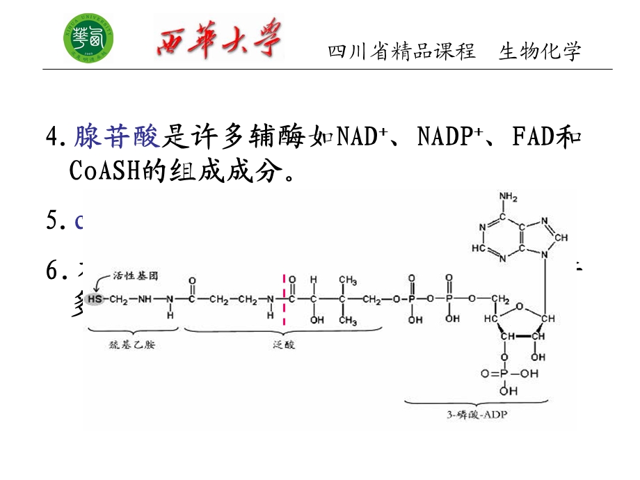 生物化学 第十二章 核酸代谢课件.ppt_第3页