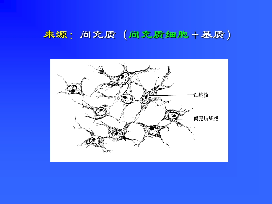 组织胚胎学组织胚胎学ppt课件 第 三 章 固有结缔组织.ppt_第3页