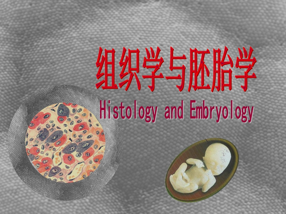 组织学与胚胎学 神经系统课件.ppt_第1页